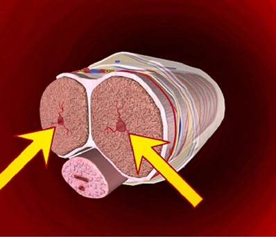 Cellular Vitality